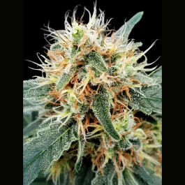 PS0547 - PARADISE SEEDS - STROMBOLI AUTO FEM | 5 GRAINES