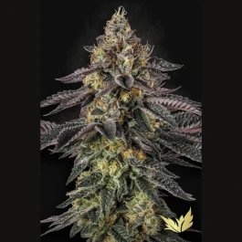 PS0549 - PARADISE SEEDS - SUNSET PARADISE FEM | 5 GRAINES