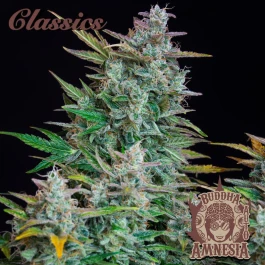 BSBAAF10 - BUDDHA SEEDS - BUDDHA AUTO AMNESIA CLASSIC FEM | BLISTER 1x10 SEEDS