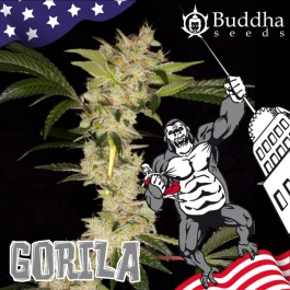 BSBGF3 - BUDDHA SEEDS - GORILA FEM | 3 GRAINES