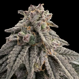 GRTFONE006-005 - GRATEFUL SEEDS - MEAT GRINDER FEM (ONE SHOT EDITION) | 5 GRAINES