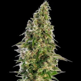 SS1560408 - SENSI SEEDS BANK - AFGHANI #1 AUTOMATIC FEM | 3 GRAINES