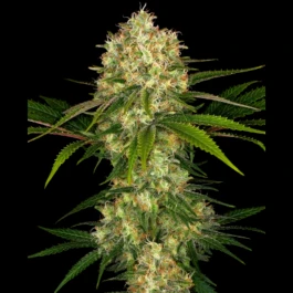 SS1560522 - SENSI SEEDS BANK - AFGHANI #1 FEM | 5 GRAINES