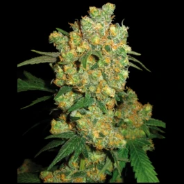 SS1562501 - SENSI SEEDS BANK - BIG BUD FEM | 25 GRAINES