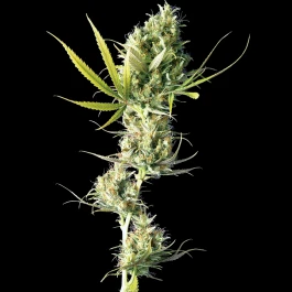 SS1560320 - SENSI SEEDS BANK - DURBAN FEM | 3 GRAINES