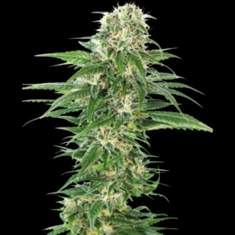 SS1560607 - SENSI SEEDS BANK - EARLY SKUNK AUTOMATIC FEM | 5 GRAINES