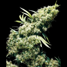 SS1560318 - SENSI SEEDS BANK - JAMAICAN PEARL FEM | 3 GRAINES