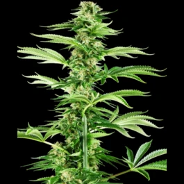 SS1530331 - SENSI SEEDS RESEARCH - HONEY MELON HAZE FEM | 3 GRAINES