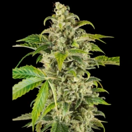 SS1530347 - SENSI SEEDS RESEARCH - SWEET &amp; SOUR CREAM AUTOMATIC | 3 GRAINES