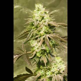 SEX03715PIPP - SEEDSALAD - GORILLA SKIT FEM (USA STRAIN) | 15+5 GRAINES GRATUITES