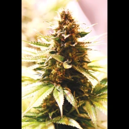 SEX04315PIP - SEEDSALAD - PAPAYA COOKIES FEM (USA STRAIN) | 15+5 GRAINES GRATUITES
