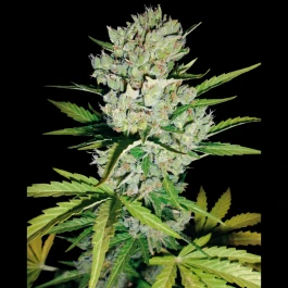 WL1520018 - WHITE LABEL - SUPER SKUNK AUTOMATIC | 10 GRAINES