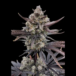 FBS003F9012 - FAST BUDS - BANANA PURPLE PUNCH AUTO RF3 FEM | 3 GRAINES