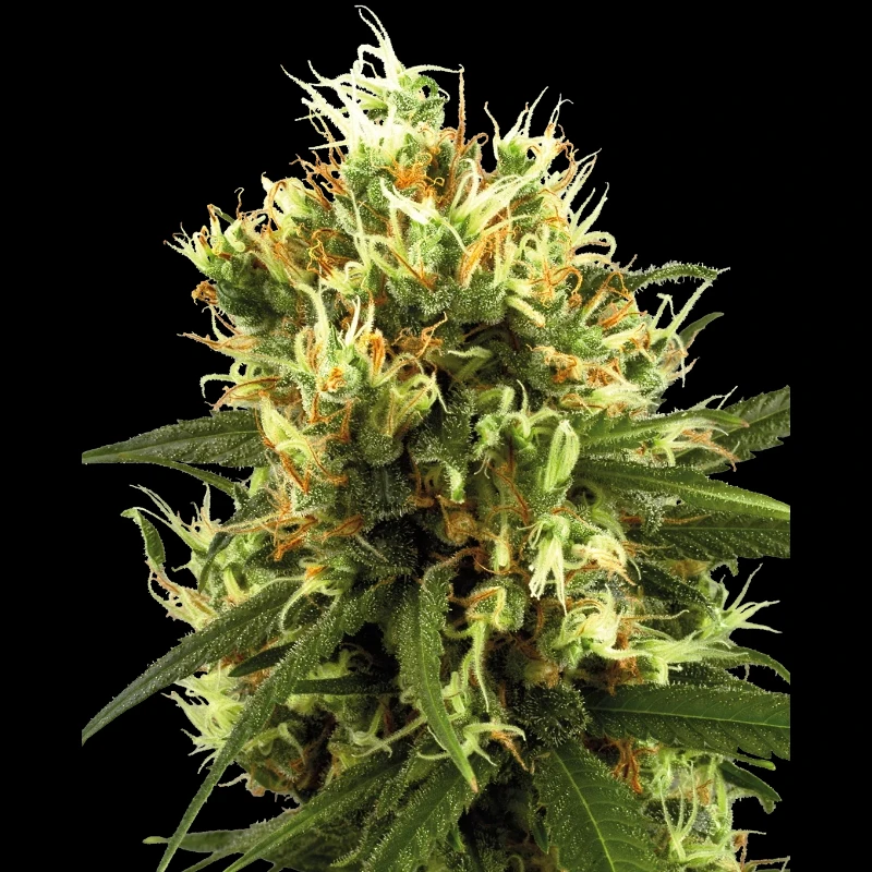 WL1520517 - WHITE LABEL - WHITE HAZE AUTO | 5 GRAINES