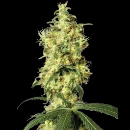 WL1520521 - WHITE LABEL - WHITE WIDOW AUTOMATIC FEM | 5 GRAINES