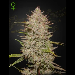 GHCHCA03 - GREEN HOUSE SEED CO. - CHEMICAL CANDY AUTO FEM | 3 GRAINES