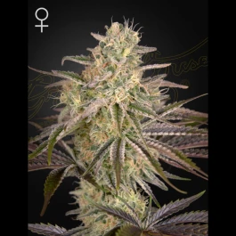 GHSCLW5F - GREEN HOUSE SEED CO. - CLOUD WALKER FEM | 5 GRAINES