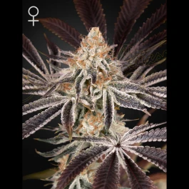 GH8720246571400 - GREEN HOUSE SEED CO. - DARK PHOENIX FEM | 5 GRAINES