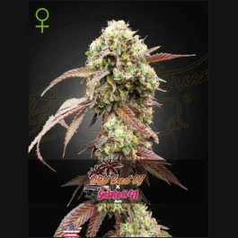 GHWCOXG#4101 - GREEN HOUSE SEED CO. - WEST COAST OG X ICE CREAM #41 AUTOFLORAISON FEM | 1 GRAINE