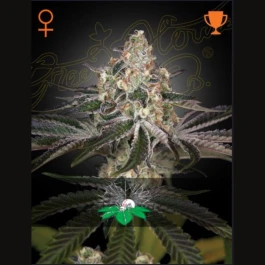 GHWWF3 - GREEN HOUSE SEED CO. - WHITE WIDOW FEM | 3 GRAINES