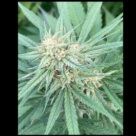 SCLB0050 - SATIVA CREATION - LEMON BUDDHA (CBD) | 50 graines