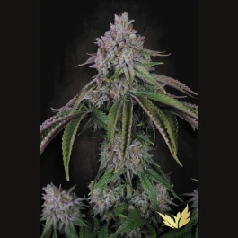 PS0486 - PARADISE SEEDS - VELVET MIST FEM | 5 GRAINES