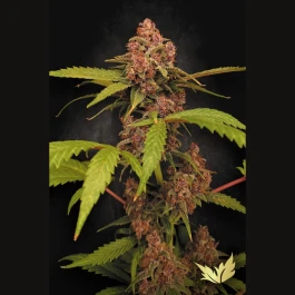 PS0575 - PARADISE SEEDS - BANANA PURPLE AUTO FEM | 3 GRAINES