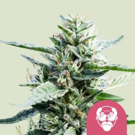 RQSFEMGDP003 - ROYAL QUEEN SEEDS - GRANDADDY PURPLE FEM (USA PREMIUM) | 3 GRAINES