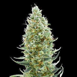 ADVSAMNF0003 - ADVANCED SEEDS - AMNESIA FAST FEM | 3 GRAINES