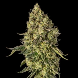 SILS032F003 - SILENT SEEDS - PEACH CAKE FEM (By COOKIES) | 3 GRAINES