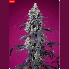 SWTCXLA003 - SWEET SEEDS - TROPICANNA CHERRY XL AUTO® FEM (SWS122) | 3+1 GRAINES
