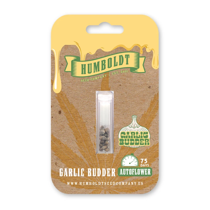 HSCGBA-3-F - HUMBOLDT SEEDS COMPANY - GARLIC BUDDER AUTO | 3 GRAINES