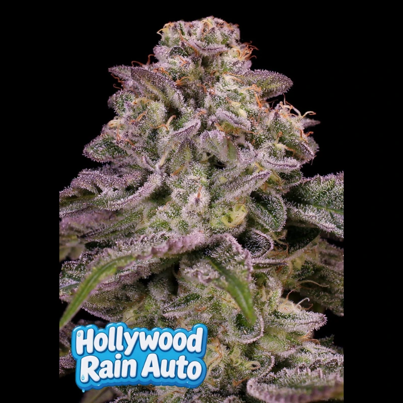 ANSHRAF0003 - ANESIA SEEDS - HOLLYWOOD RAIN AUTO FEM | 3 GRAINES