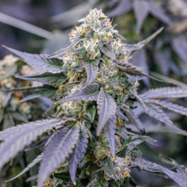 CKSFBF0003 - COOKIES - FRIED BANANA FEM | 3 GRAINES