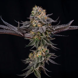 SILS035F005 - SILENT SEEDS - KING OF KINGS JULIAN MARLEY FEM | 5 GRAINES