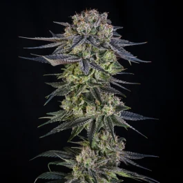 SILS036F005 - SILENT SEEDS - JULIAN MARLEY SPECIAL JULIAN MARLEY FEM | 5 GRAINES