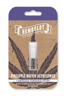 HUMBOLDT SEEDS COMPANY - PINEAPPLE MUFFIN AUTO | 3 SEMI