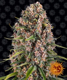BFBC5 - BARNEY'S FARM - BLUE CHEESE FEM | 5 SEMI