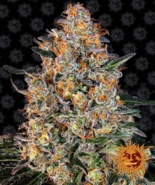 BF2004901 - BARNEY'S FARM - BUBBA KUSH FEM | 1 SEME