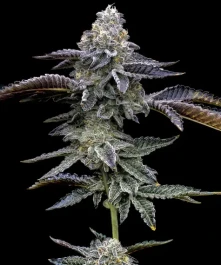 BF2007605 - BARNEY'S FARM - BLUE DREAM FEM | 5 SEMI