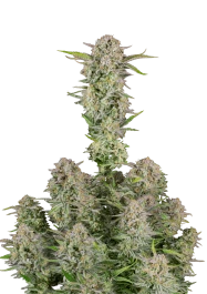 FBS05F9041 - FAST BUDS - BRUCE BANNER AUTO FEM | 5 (+2) SEMI