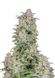 FBS03F9042 - FAST BUDS - FORBIDDEN RUNTZ AUTO FEM | 3 (+1) SEMI