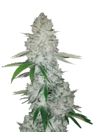 FBS03F9018 - FAST BUDS - GORILLA AUTO FEM (GORILLA GLUE AUTO FEM) | 3 (+1) SEMI