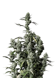 FBS10F9053 - FAST BUDS - GORILLA Z AUTO FEM (Ex GORILLA ZKITTLEZ AUTO FEM) | 10 SEMI