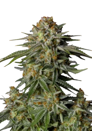FBFFNA20003 - FAST BUDS - GG4 SHERBET FAST FLOWERING FEM | 3 SEMI