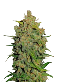FBS01F9021 - FAST BUDS - LEMON AK AUTO FEM | 1 (+1) SEME