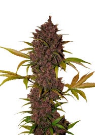 FBS01F9006 - FAST BUDS - LSD-25 AUTO | 1 (+1) SEME