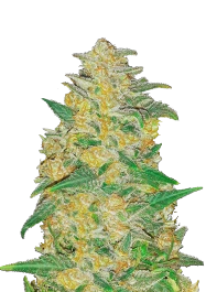 FBS01F9026 - FAST BUDS - ORIGINAL AK AUTO | 1 SEME
