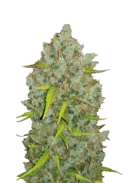 FBS01F9028 - FAST BUDS - ORIGINAL BUBBLEGUM AUTO | 1 SEME