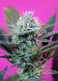 SWS+A3 - SWEET SEEDS - + SPEED AUTO® FEM (SWS27) | 3+1 SEMI